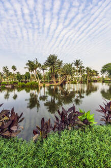 Palm trees reflecting on pond under sky - THAF03200