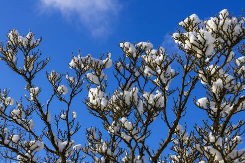 Schnee auf Magnolienbaum mit blauem Himmel im Hintergrund - NDF01548