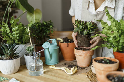 Woman planting in pot on table at home - VBUF00228