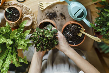 Woman repotting green plant in pot at home - VBUF00229