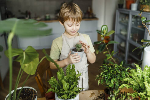 Boy touching cactus plant at home - VBUF00244