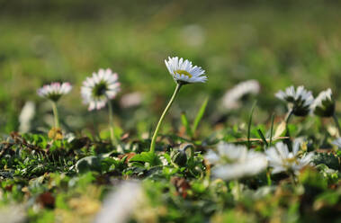 Gänseblümchen (Bellis perennis) blühen im Frühling - JTF02297