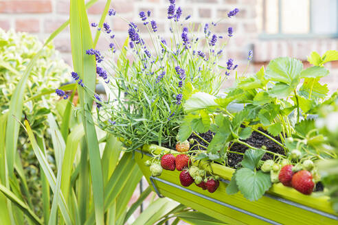 Erdbeeren und Lavendel im Balkon-Kräutergarten angebaut - GWF07707