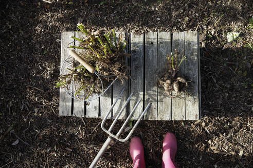 Personal perspective of woman standing in front of freshly dug dahlia tubers - EVGF04278