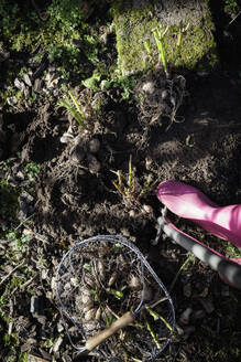 Stiefel einer Frau, die vor frisch gegrabenen Dahlienknollen steht - EVGF04289