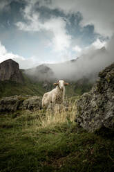 Weiße Schafe stehen auf grasbewachsenem Boden und schauen in die Kamera unter bewölktem Himmel gegen die aragonesischen Pyrenäen bei nebligem Wetter - ADSF43115