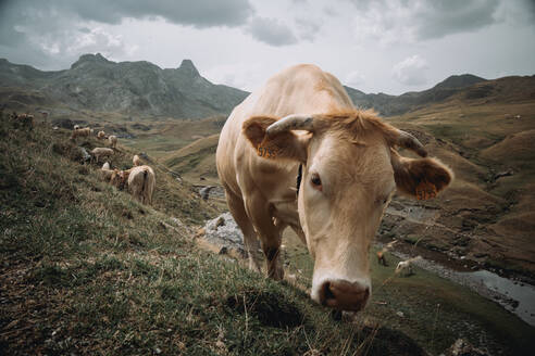 Kühe auf der Weide auf einer Wiese in der Nähe eines grünen Waldes vor einem Bergkamm an einem bewölkten Tag in den aragonesischen Pyrenäen - ADSF43116