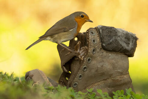 Seitenansicht eines bezaubernden kleinen Rotkehlchens (Erithacus rubecula) mit roter Brust, das auf einem schäbigen alten Stiefel auf einer Wiese an einem sonnigen Tag im Park sitzt - ADSF43147