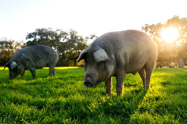 Schwarze iberische Schweine grasen auf grünem Grasfeld in der Nähe von Hügeln auf sonnigen Sommer während des Sonnenuntergangs auf dem Lande - ADSF43166