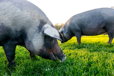 Schwarze iberische Schweine grasen auf grünem Grasfeld in der Nähe von Hügeln an einem sonnigen Sommertag auf dem Lande - ADSF43167