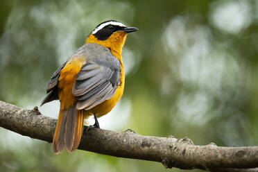 Niedliche cossypha heuglini Vogel sitzt auf blattlosen Zweig auf unscharfen Hintergrund des Waldes im Sommer - ADSF43177