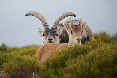 Herd of mountain brown goats grazing on green grassy hill in countryside - ADSF43186