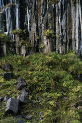 Malerische Aussicht auf grünes Gras und Pflanzen, die auf einer rauen Felsklippe in Island wachsen - ADSF43204