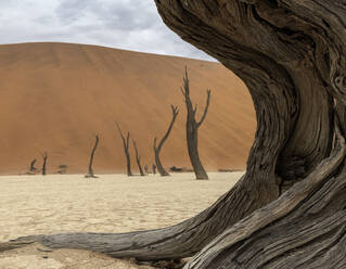 Stämme vertrockneter toter Bäume mit Ästen inmitten einer weiten Wüste mit rissigem, trockenem Boden unter bewölktem Himmel - ADSF43239