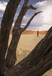 Dried dark bark of aged dead tree in valley of dried land with clouds in sky - ADSF43241