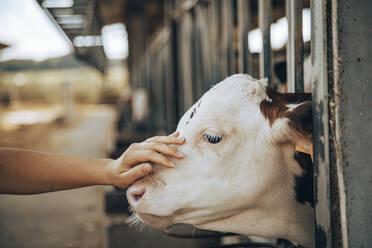 Hand eines jungen Mädchens, das versucht, ein Kalb in einem Stall zu streicheln - CAVF96575