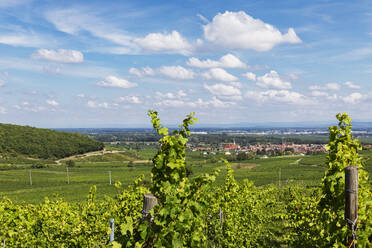 Frankreich, Grand Est, Turckheim, Sommerliche Weinberge mit Dorf im Hintergrund - GWF07714