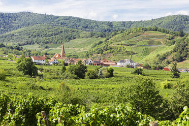 Frankreich, Grand Est, Niedermorschwihr, Sommerliche Weinberge vor einem kleinen Dorf - GWF07715