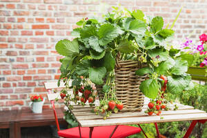 Erdbeeren im Weidenkorb auf dem Balkontisch - GWF07716