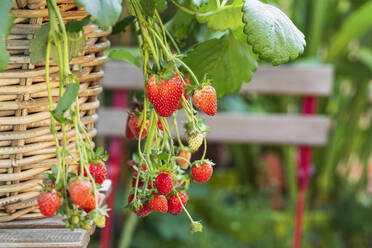 Erdbeeren im Weidenkorb angebaut - GWF07717
