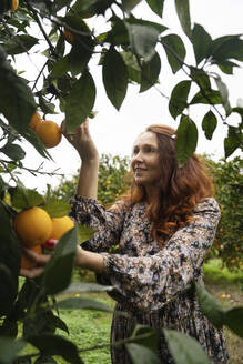 Glückliche reife Frau erntet Orangen vom Baum - NJAF00209