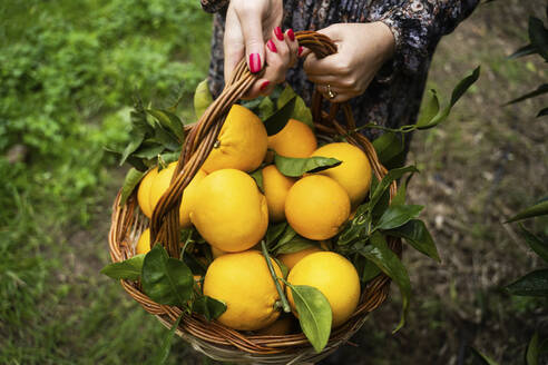 Hands of woman holding orange fruit's basket - NJAF00217