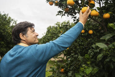 Lächelnder älterer Mann, der eine Orange vom Baum pflückt - NJAF00219