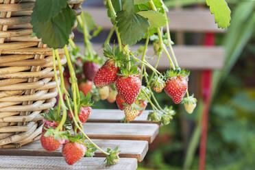 Mehltau an Erdbeeren, die in Weidenkörben angebaut werden - GWF07720