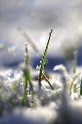 Macro photography of blades of grass in winter - JTF02299