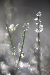 Macro photography of frosted blades of grass - JTF02302
