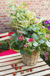 Erdbeeren und Topfblumen auf dem Balkontisch - GWF07723