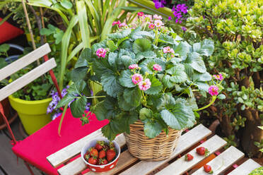 Erdbeeren und Topfblumen auf dem Balkontisch - GWF07725