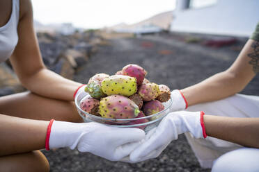 Frauen mit Handschuhen halten eine Schale mit Kaktusfeigen - FBAF02055