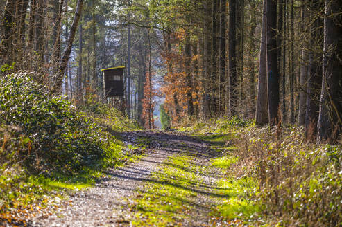 Deutschland, Hessen, Waldweg mit Hochsitz im Hintergrund - MHF00712