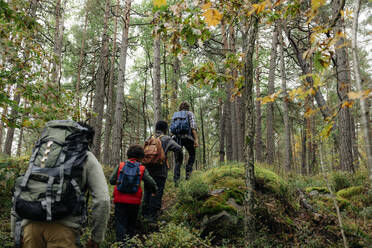 Rückansicht einer Familie beim gemeinsamen Wandern im Wald während des Urlaubs - MASF34663