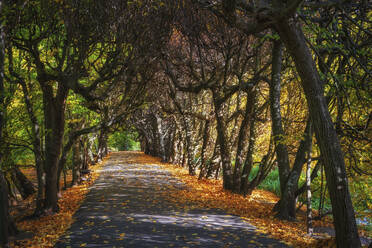 Leere Straße inmitten von Herbstbäumen im Oliwski-Park - ABOF00884