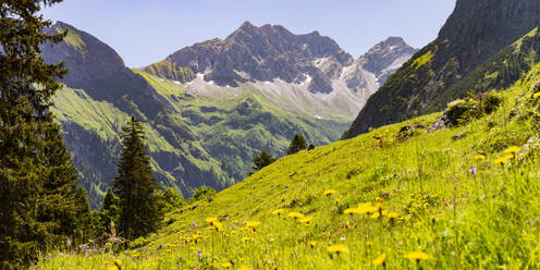 Deutschland, Bayern, Landschaftlich reizvolle Wiese in den Allgäuer Alpen - WGF01448