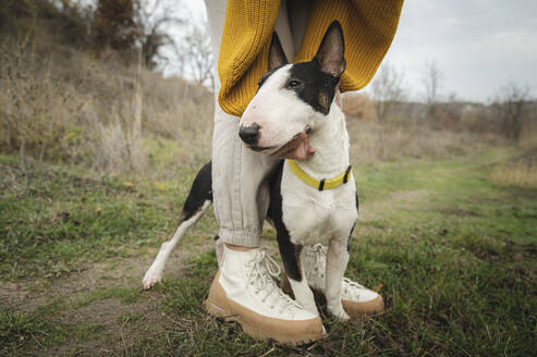 Bullterrier-Hund zwischen den Beinen einer Frau - ALKF00103