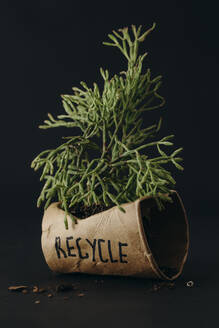 Grüne Pflanze in einem wiederverwendbaren Becher mit Recycling-Text auf schwarzem Hintergrund - DMGF01036
