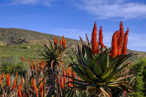 Südafrika, Provinz Westkap, Aloe vera Pflanzen, die in Huisrivierpas wachsen - LBF03744