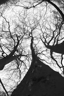 Niedriger Blickwinkel auf kahle Bäume im Winter - JTF02304