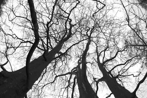 Niedriger Blickwinkel auf kahle Bäume im Winter - JTF02306