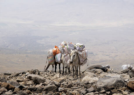 Packpferde mit Gepäck auf felsigem Berg stehend - ALRF02007
