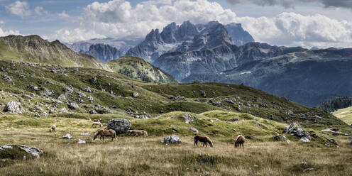 Weidende Pferde in Pale di San Martino, Dolomiten, Italien - ALRF02064