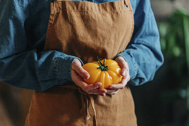 Woman wearing apron holding fresh heirloom tomato - VSNF00486