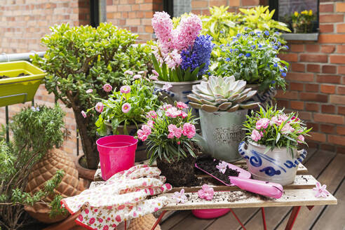 Planting of springtime flowers in balcony garden - GWF07729