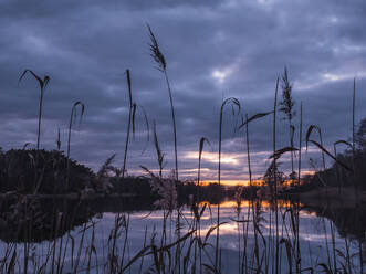 Germany, Bavaria, Lakeshore at cloudy dusk with reeds in foreground - HUSF00343