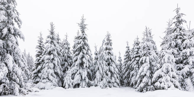 Deutschland, Baden-Württemberg, Panoramablick auf schneebedeckte Bäume im Schwarzwald - WDF07258