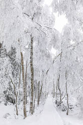 Deutschland, Baden-Württemberg, Schneebedeckte Promenade im Schwarzwald - WDF07260