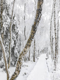 Deutschland, Baden-Württemberg, Schneebedeckte Promenade im Schwarzwald - WDF07262